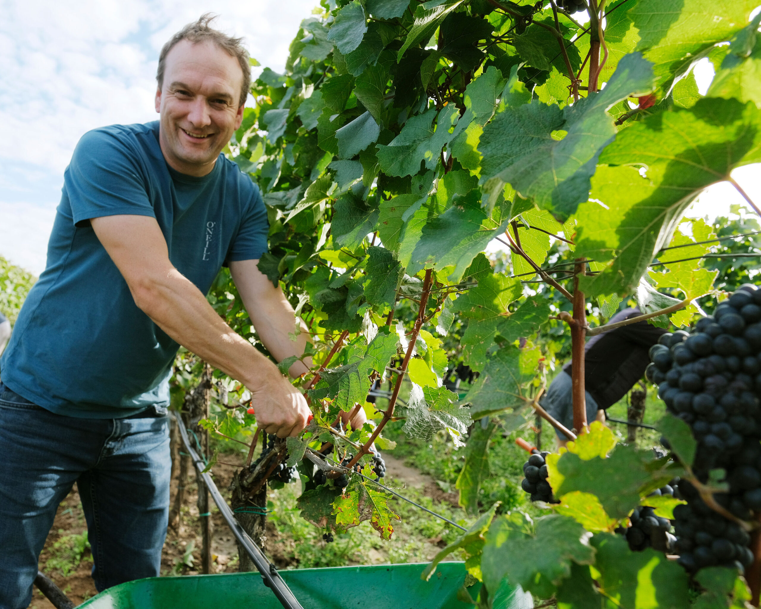 MarkusIRO_Weingarten-by-Steve-Haider-2025_M